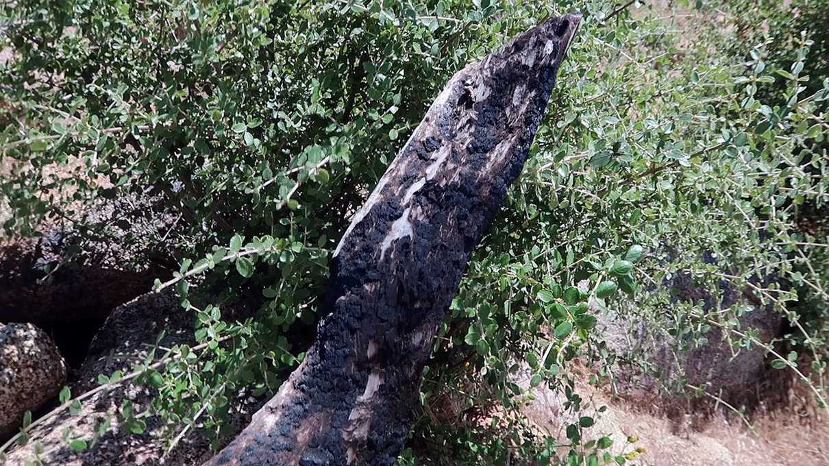 The charred remains of a tree off the Granite Mountain Hotshots Trail