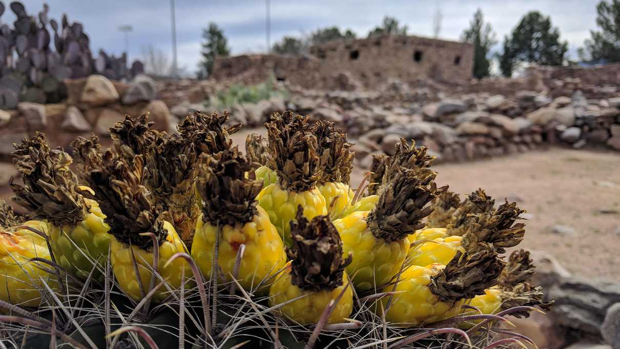 Cactus fruits with stone wall remains in the background