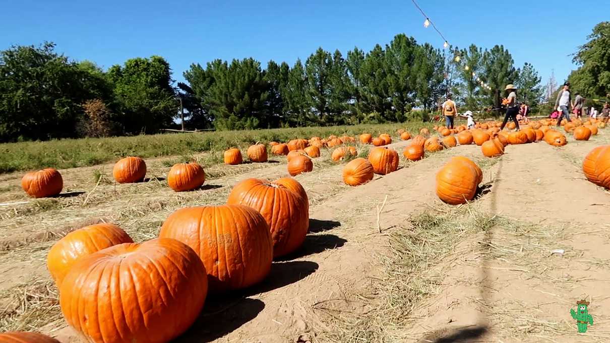 The pumpkin patch at Schnepf Farm