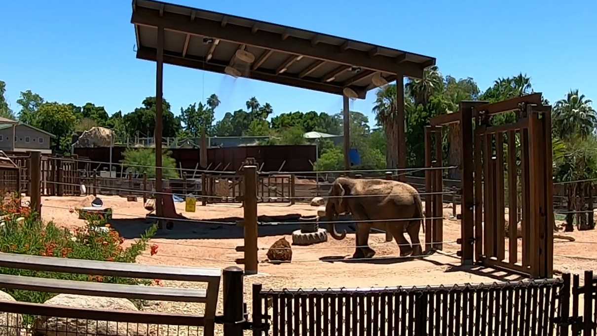 Elephant walking in zoo enclosure