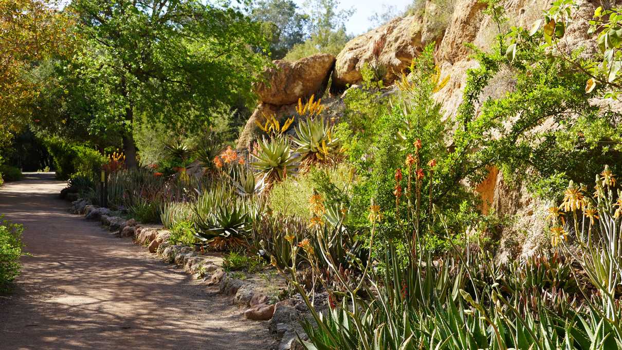 Shady trail passing through trees and blooming desert plants