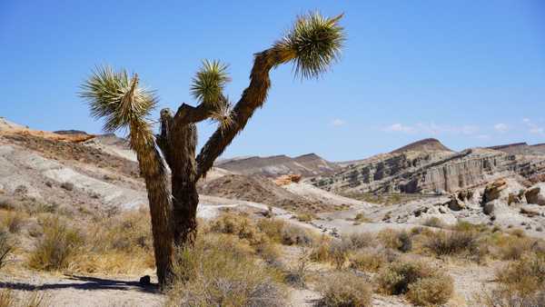 Joshua tree stands against desert background
