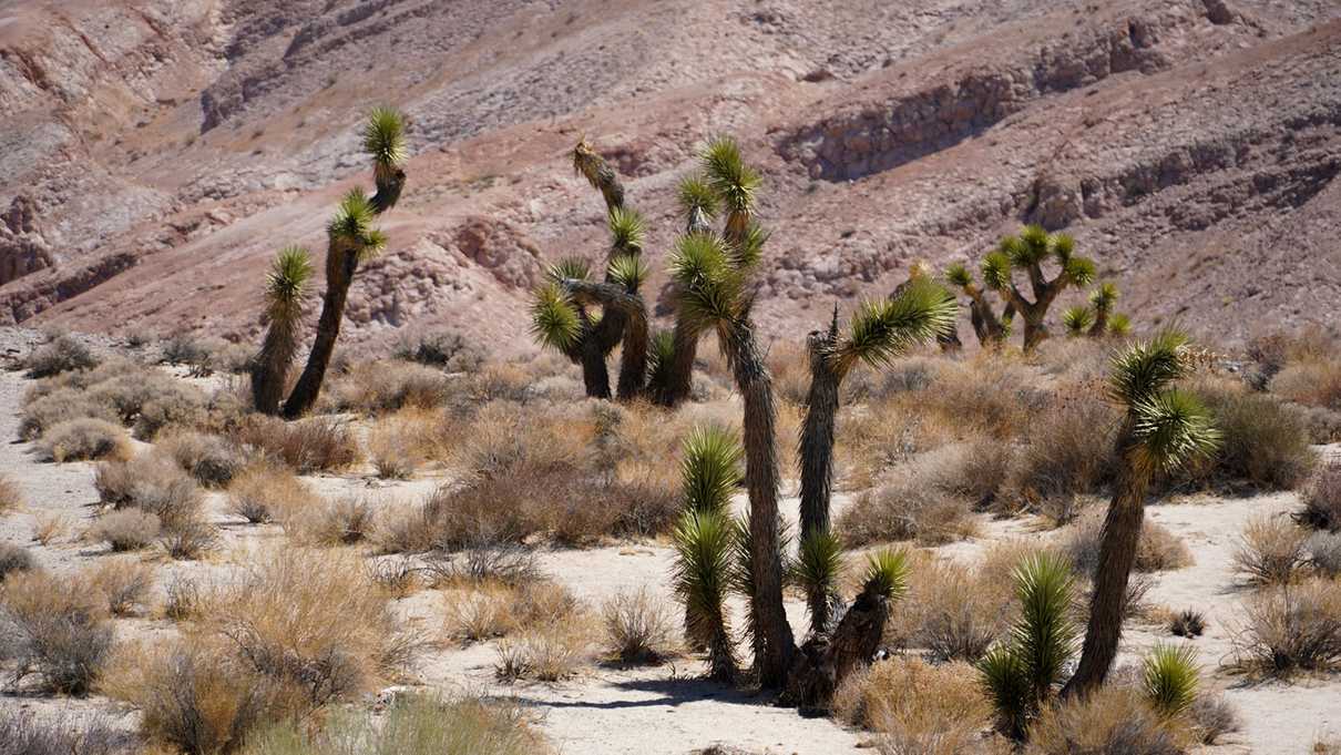 Joshua trees in a desert landscape