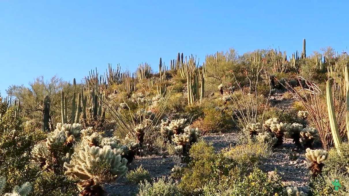 Many organ pipe cacti high up on a hillside off the Desert View Trail