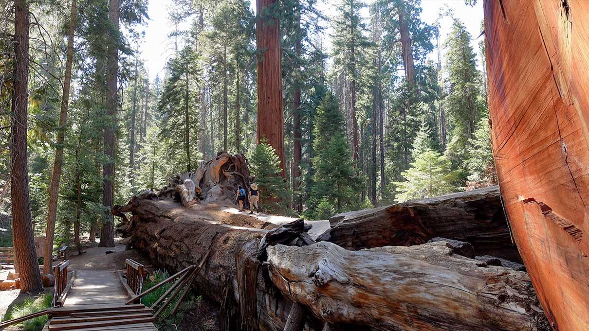 Two hikers walk on top of giant fallen sequoia tree