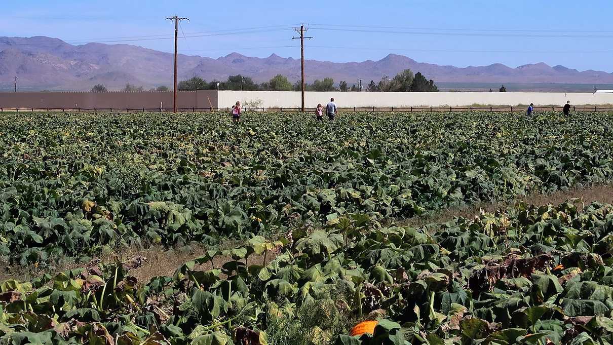 Distant groups of people in pumpkin patch