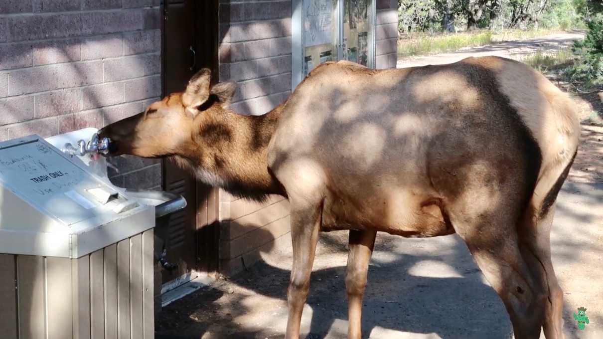 An elk drinking from one of the utility sinks at Mather Campground