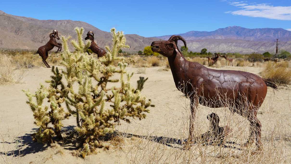 Two fighting bighorn sheep in background with female sheep in foreground next to cholla