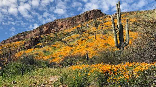 Wild flowers on the hill near the upper ruin at Tonto National Monument Upper Ruin