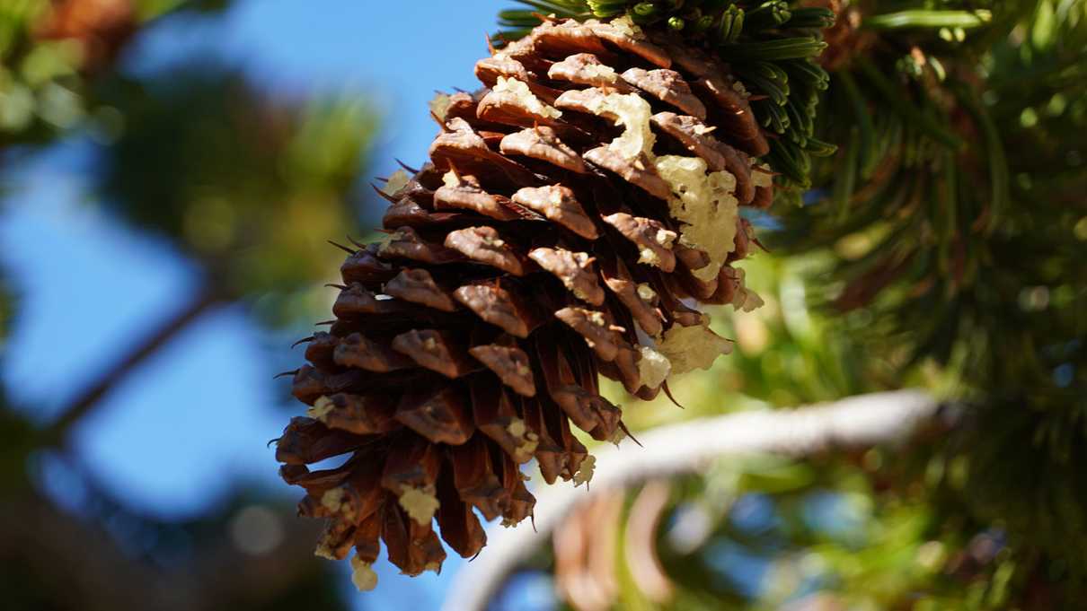 Closeup of a bristlecone pine pinecone loaded with sap
