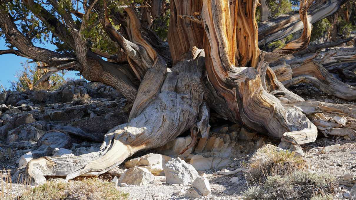 Exposed twisted roots of a bristlecone pine tree
