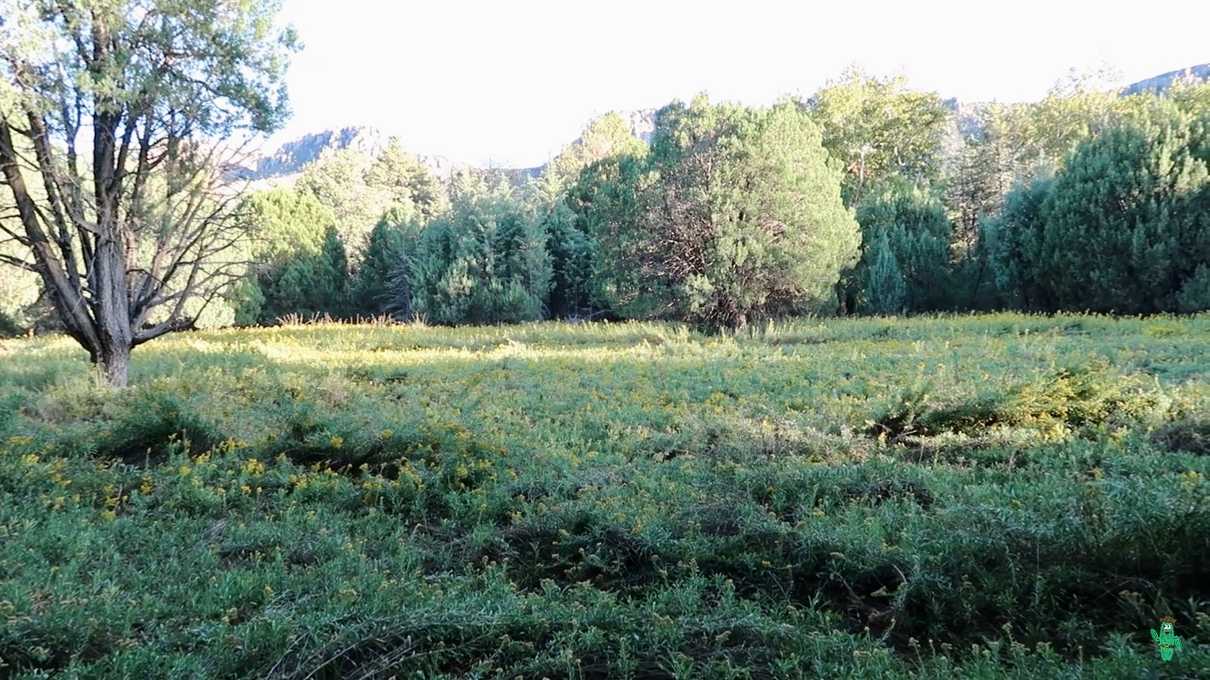 A beautiful meadow and forest adjacent to Bonita Canyon Campground