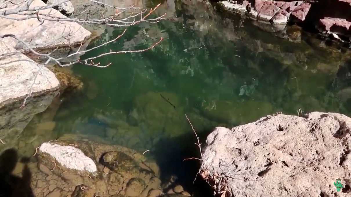 A small trout swimming in a clear pool in Pine Creek