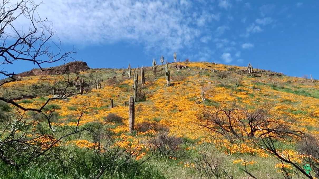Poppies blooming on the hill near the upper dwellings at Tonto National Monument