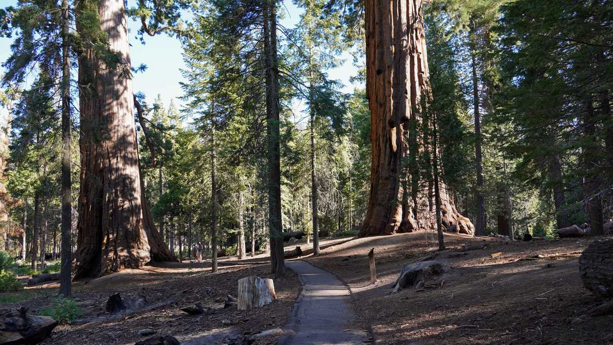 Paved trail leads between two giant sequoia trees