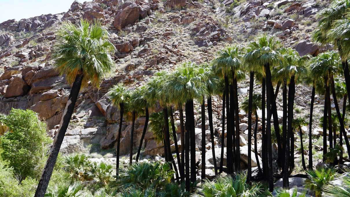 Charred trunks of California fan palms