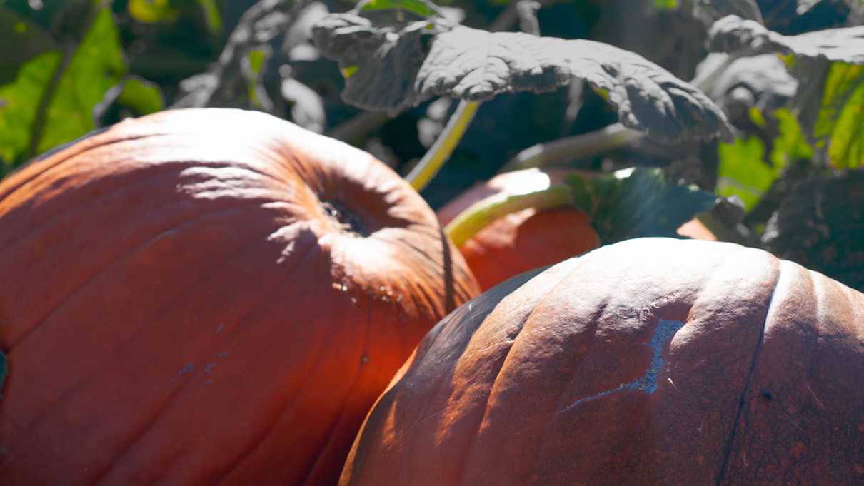 Two sunlit pumpkins in a field of green leaves