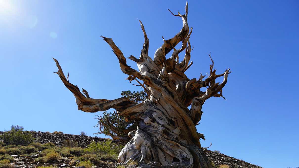 Bare twisted limbs of tree stand against blue sky background