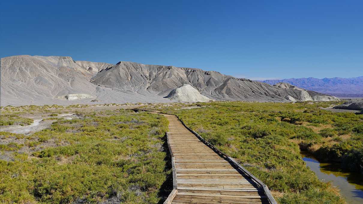 Raised boardwalk wanders through grassy area of Death Valley