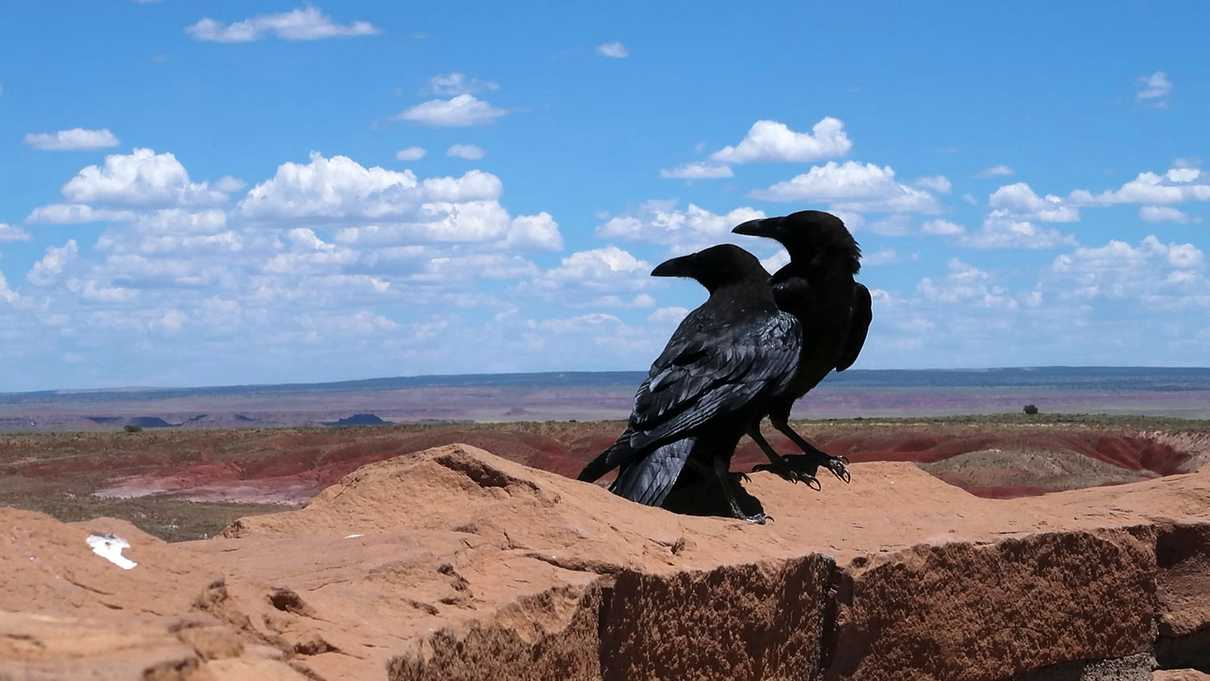 Two ravens standing on wall with desert in background