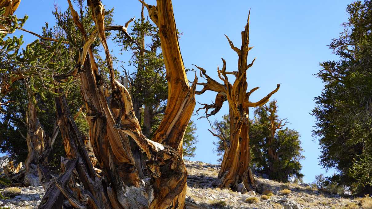 Several bristlecone pine trees stand bare on the slope of a mountain