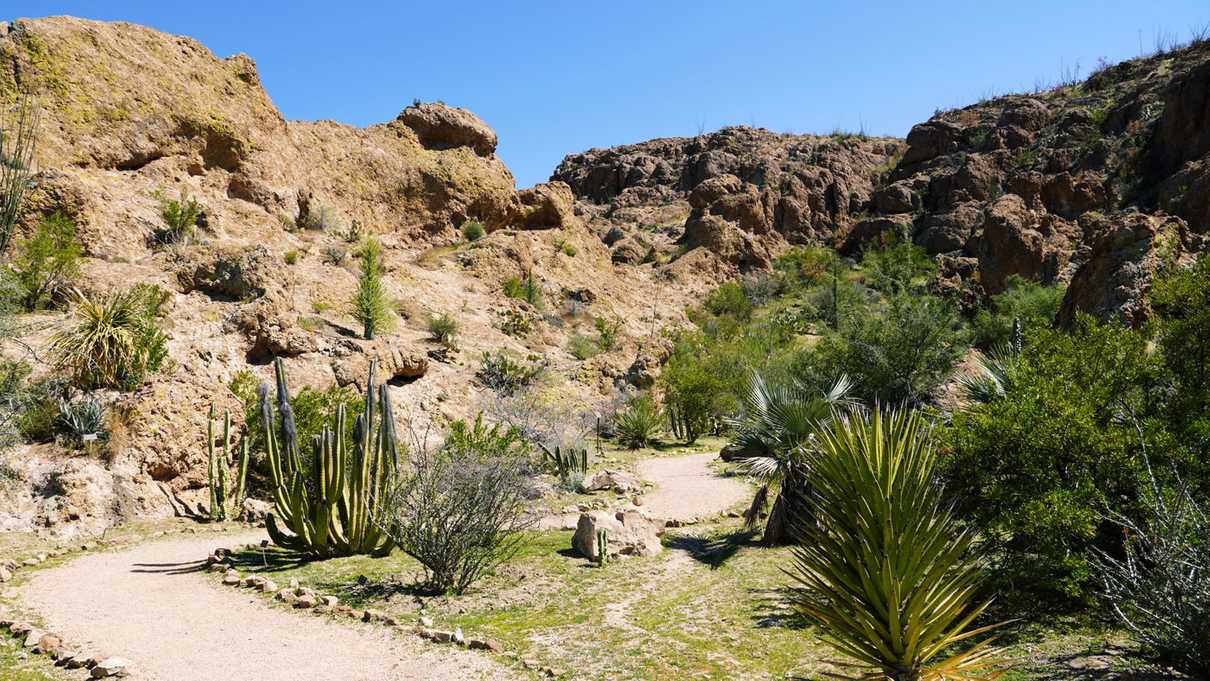 Winding rock trail through desert plants