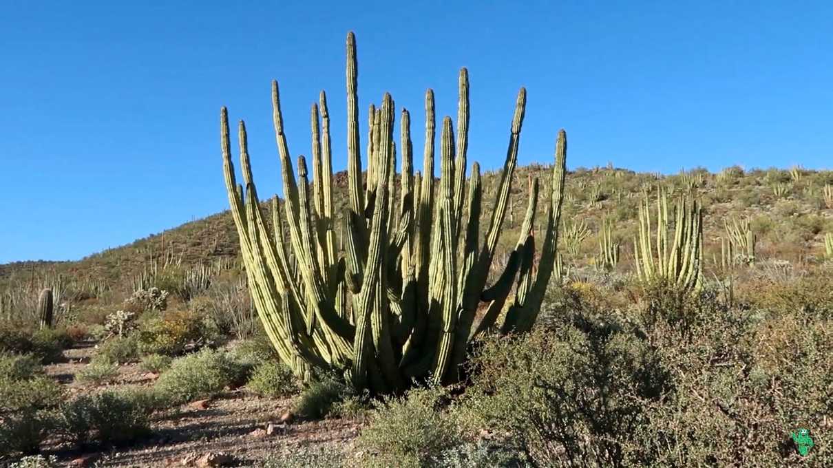Organ Pipe cacti beginning to emerge off the Desert View Trail