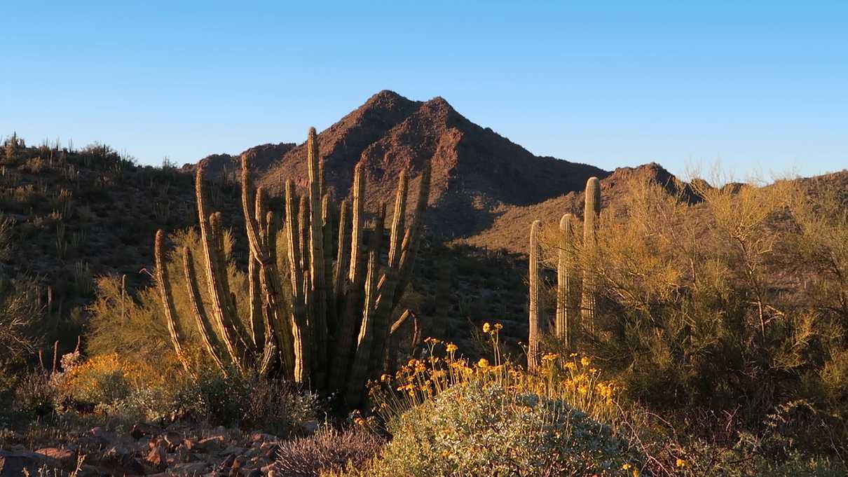 A organ pipe cactus off the Desert View Trail