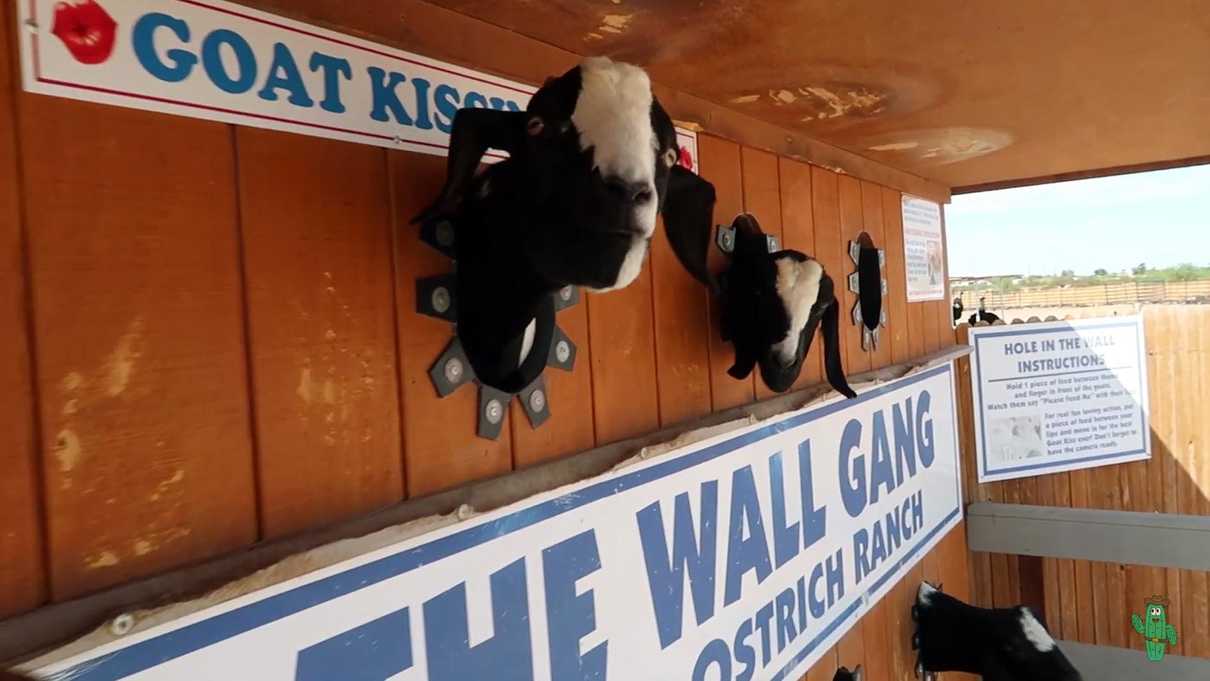 Two goat heads sticking out of holes in wooden wall