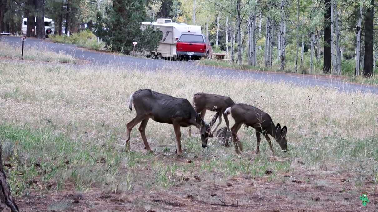 Mule deer grazing at the North Rim campground