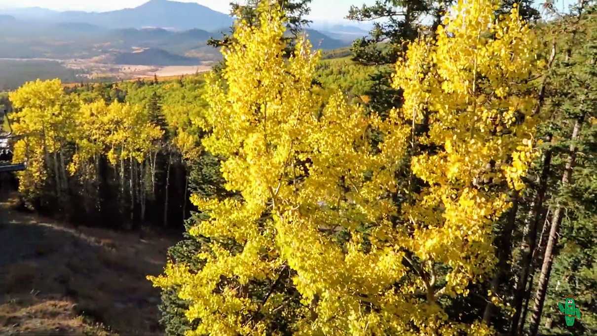 A thick collection of golden aspens near the bottom of the scenic chairlift