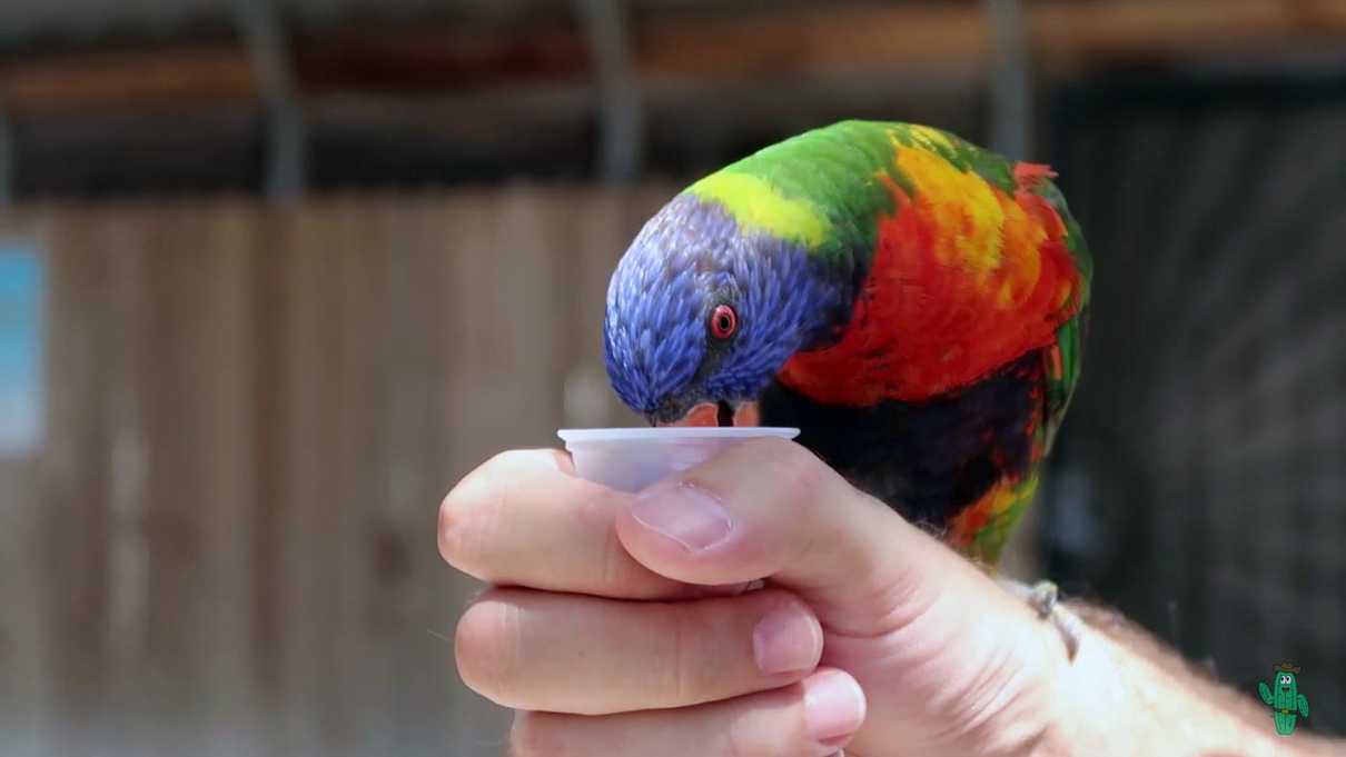 Lorikeet drinking nectar from a plastic cup held in a hand
