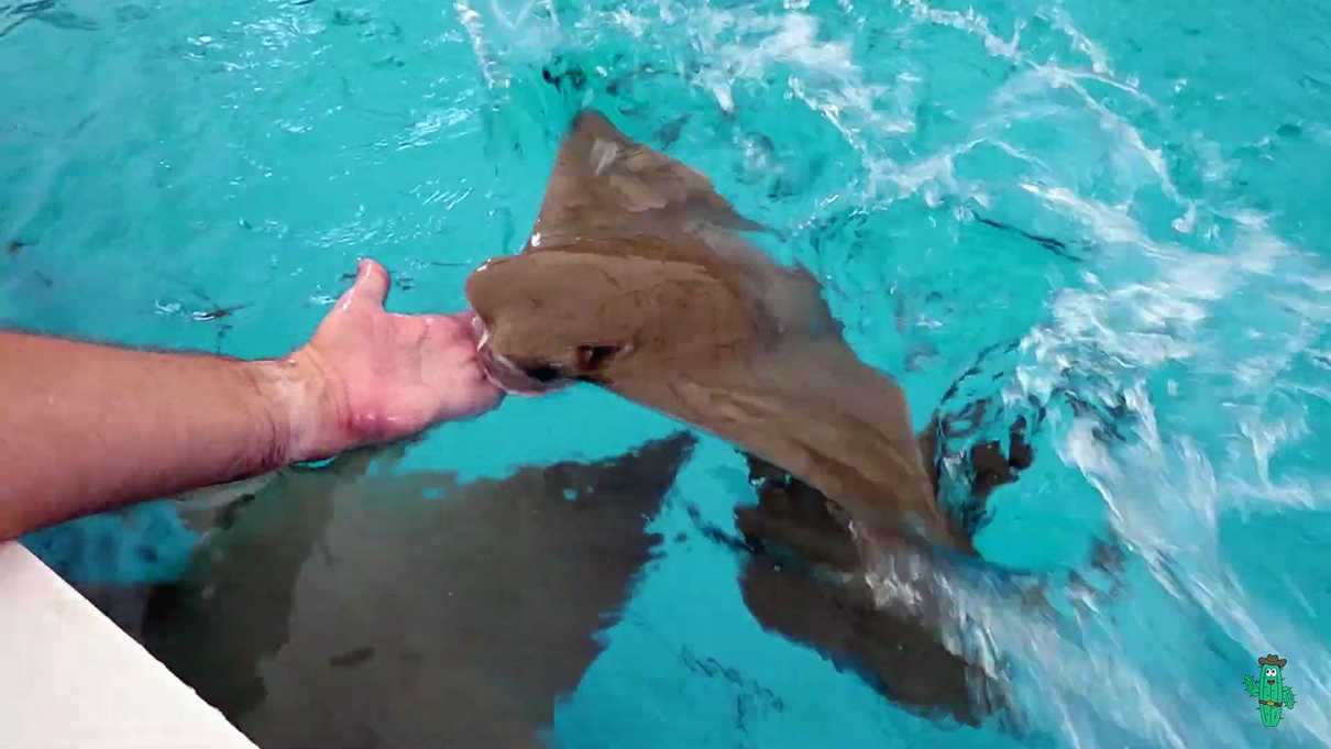 Outstretched hand feeding fish piece to a stingray