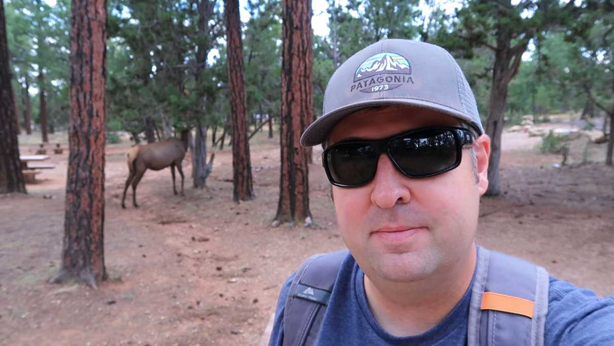 Elk in the background at Mather Campground at the Grand Canyon South Rim