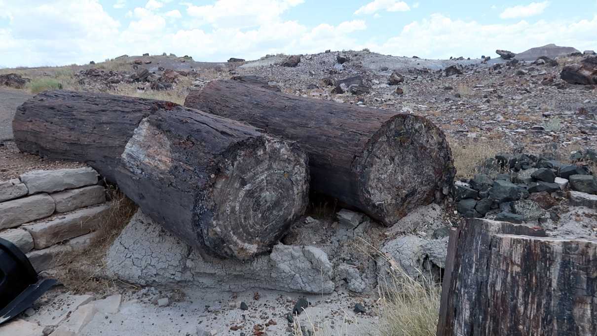 Some petrified logs at the Crystal Forest at Petrified Forest National Park