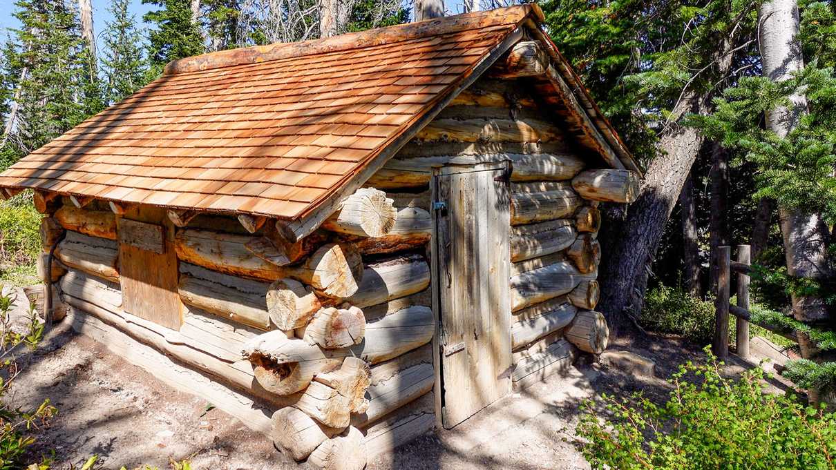 Small log cabin with boarded up windows and door near green pine trees