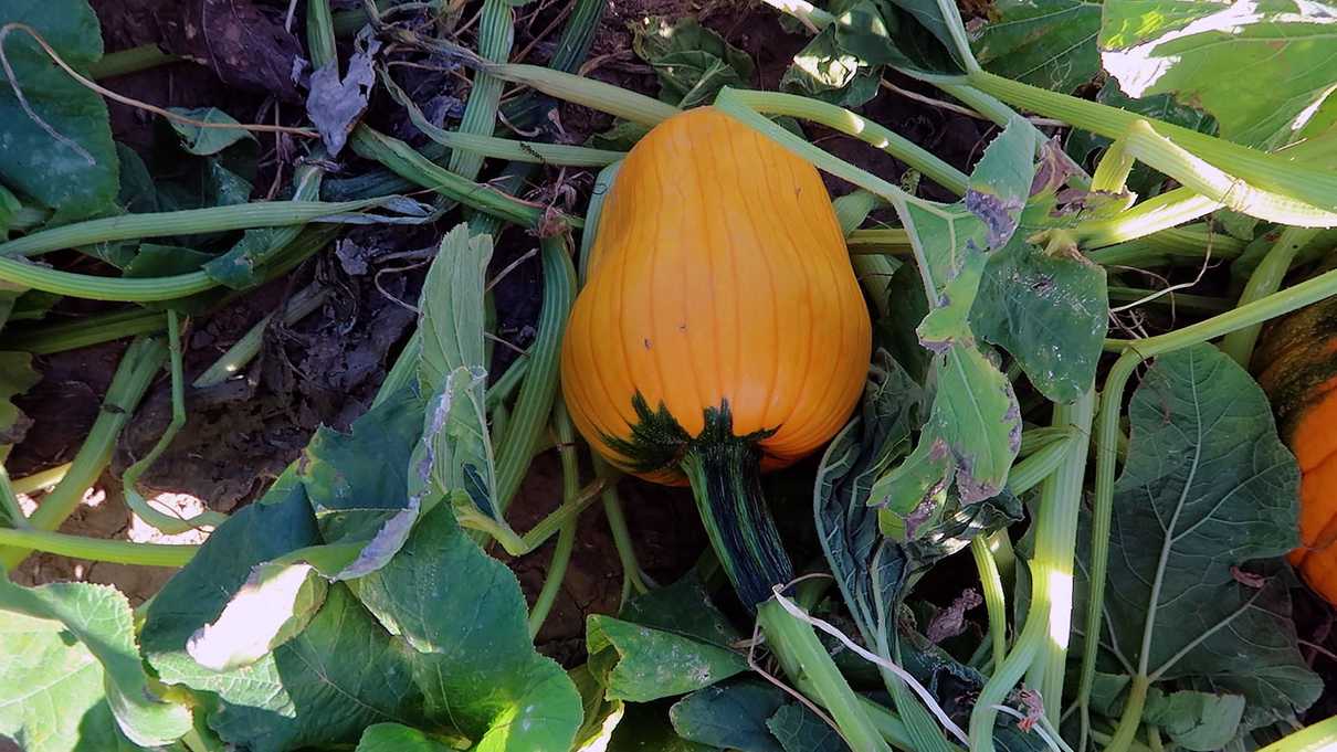 A small developing pumpkin in a field