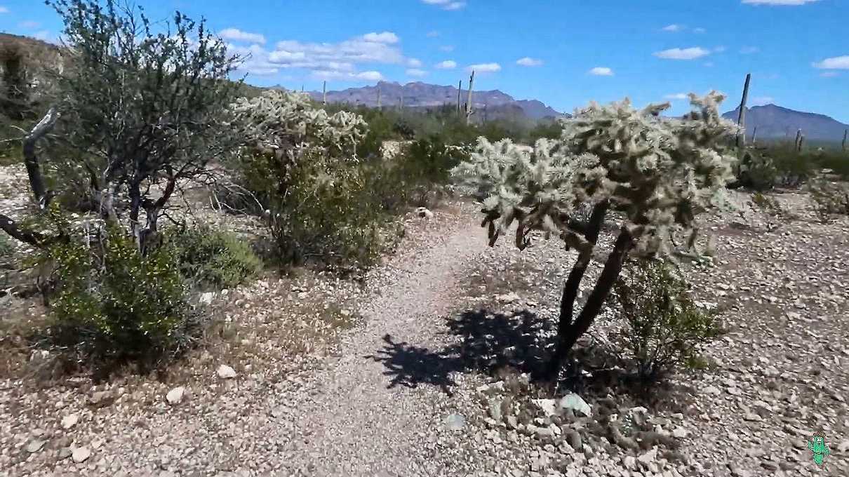 Various plants common to the Sonoran Desert