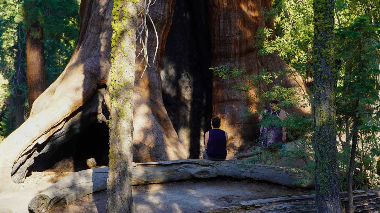 Two figures in front of giant burned and hollowed out giant sequoia tree