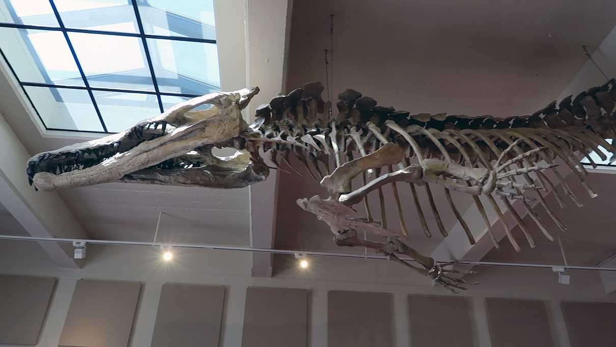 One of the many fossils you will see in the Petrified Forest visitor center