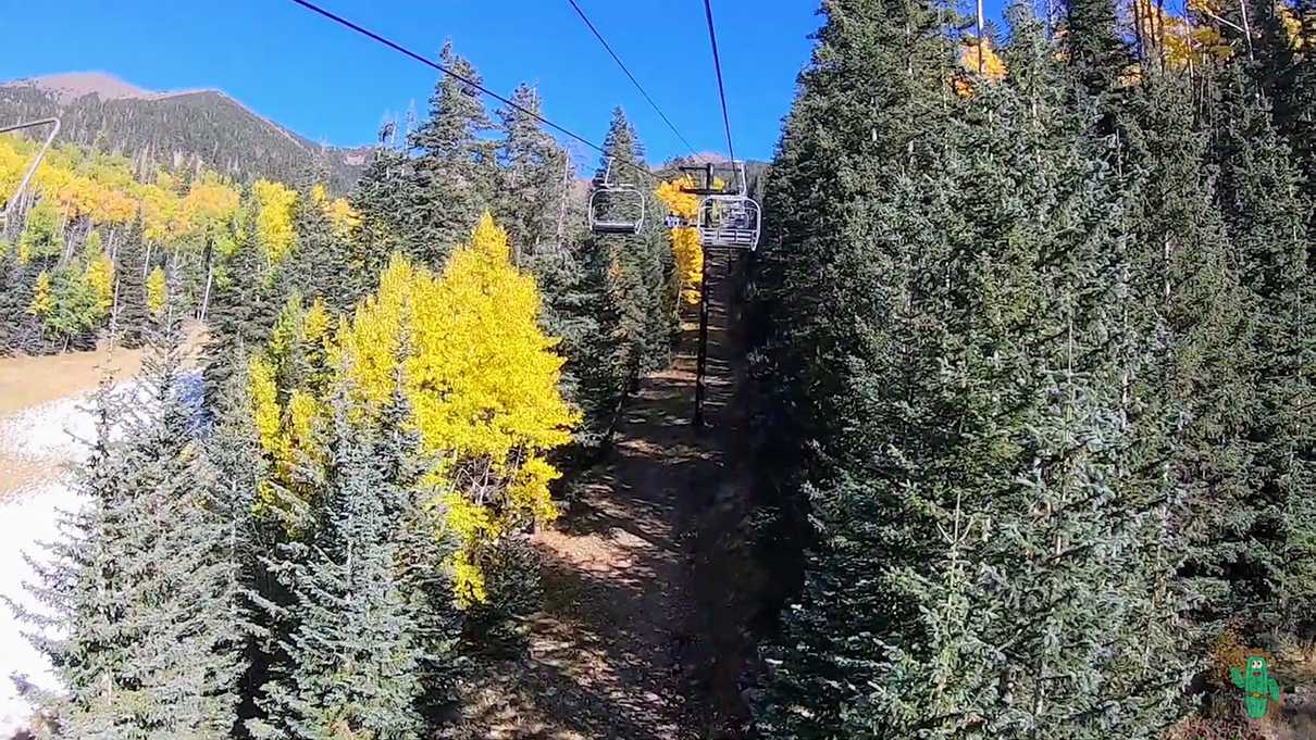 Beautiful golden aspens on the way up the mountain