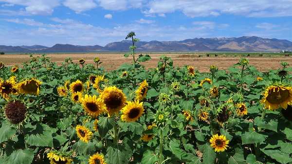 Field of sunflowers with mountains in background