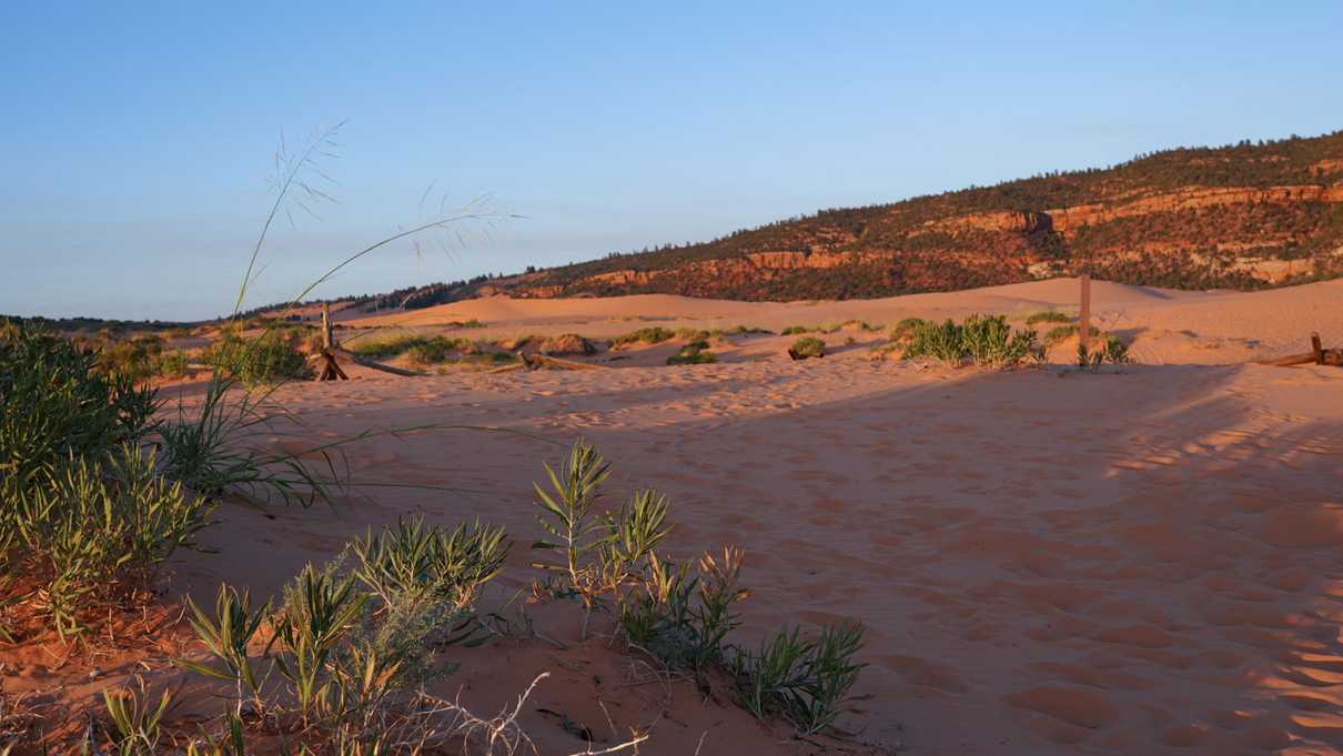 Nearby grasses grow out amid pink sand and cliffs in background