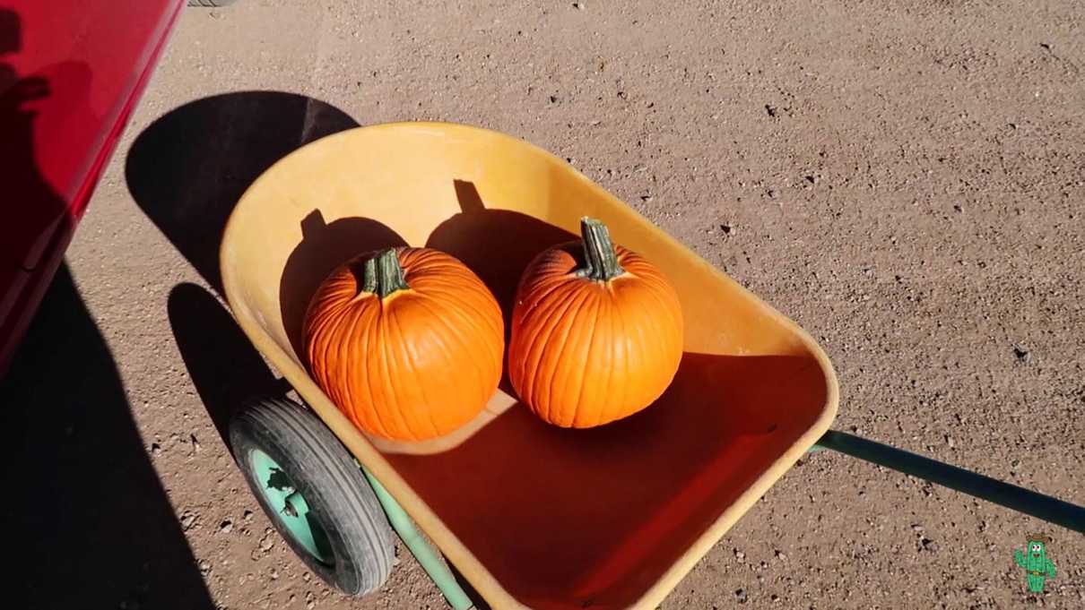 Our selected pumpkins in a wheelbarrow