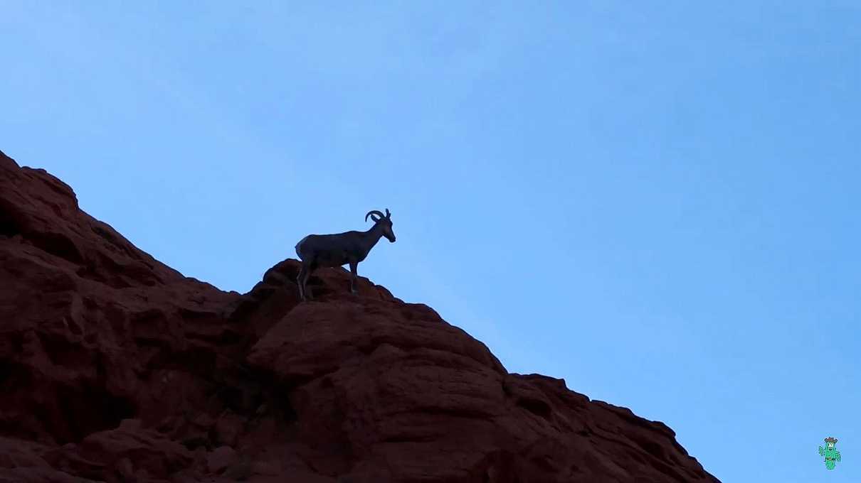 The silhouette of a bighorn sheep at Rainbow Vista