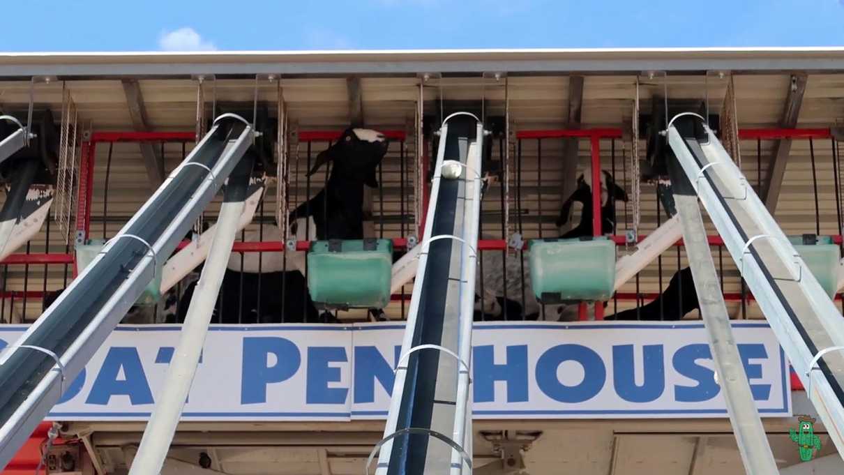 Conveyor belts and goats waiting for treats