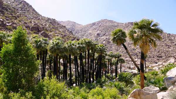 Palm oasis in canyon