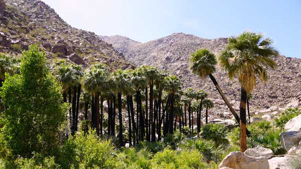 Palm oasis in canyon