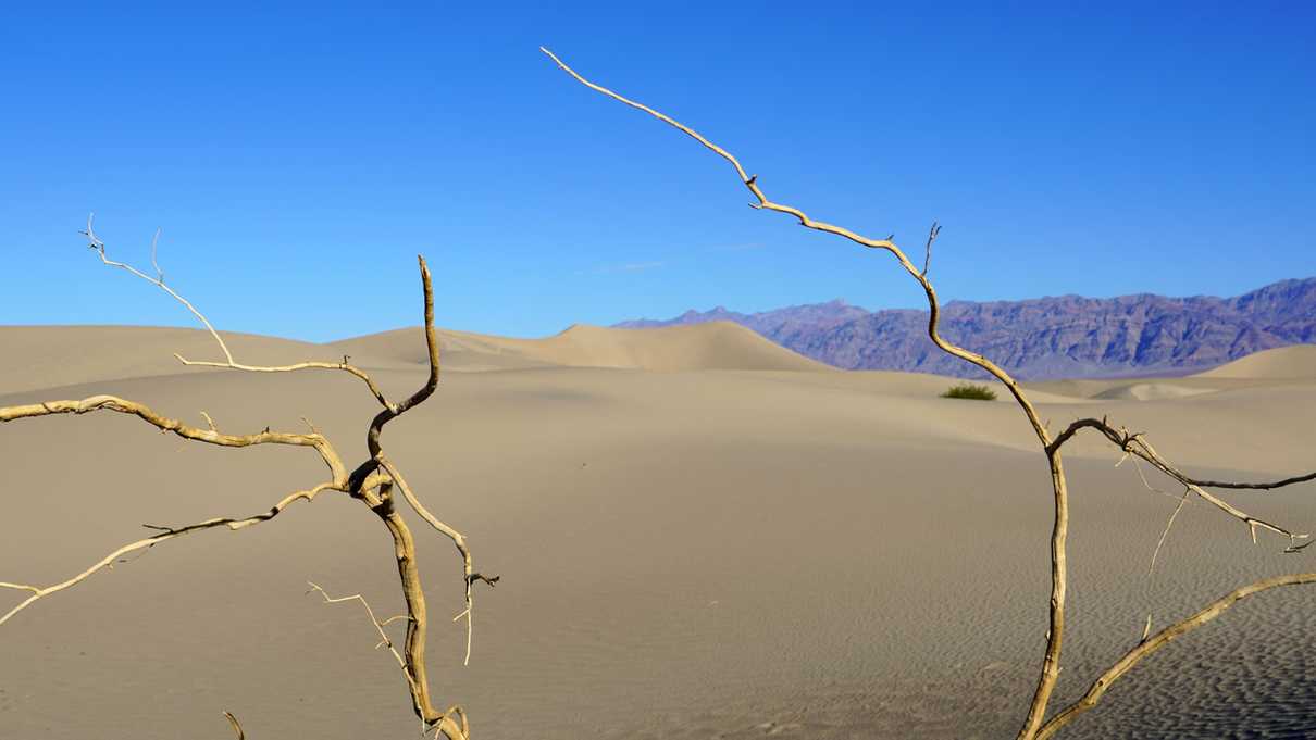 Mesquite branches twist in foreground and tall dune rises in background
