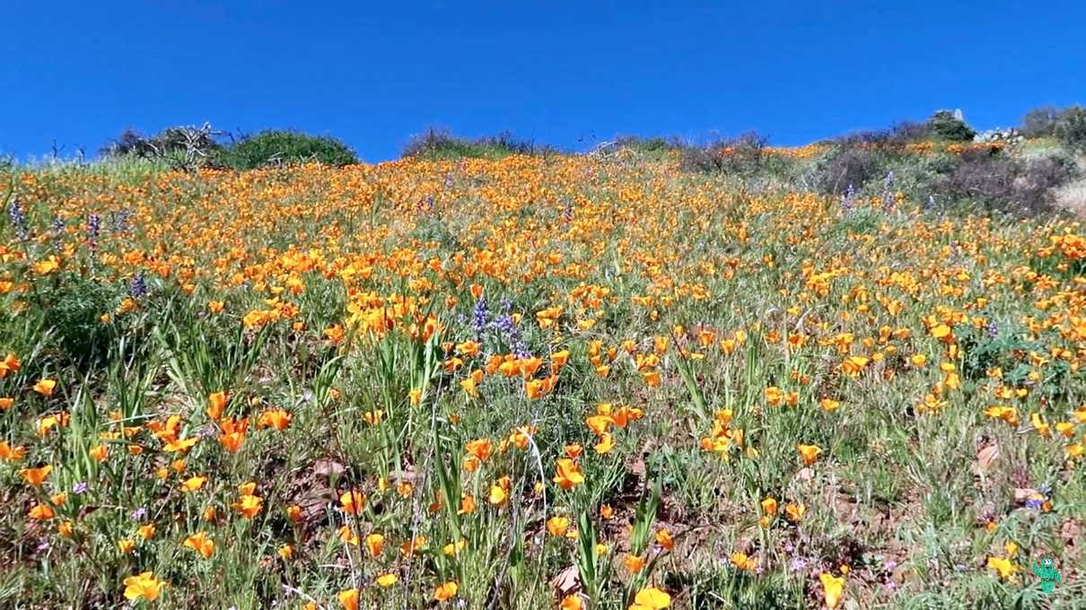 At times, the poppies appeared endless on the hike up to the upper ruin